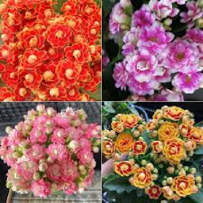 KALANCHOE  Double