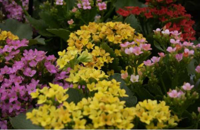 KALANCHOE