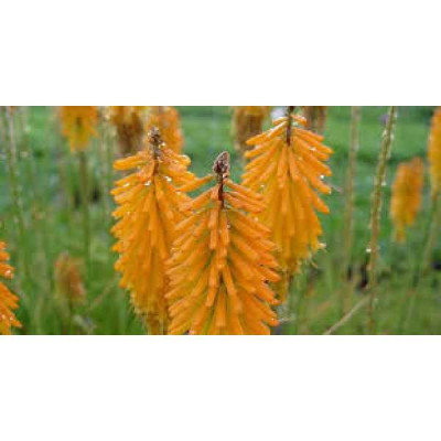 KNIPHOFIA  Mango popsicle ®