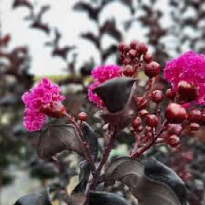 LAGERSTROEMIA indica Raspberry sorbet