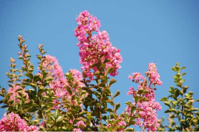 LAGERSTROEMIA indica Rose