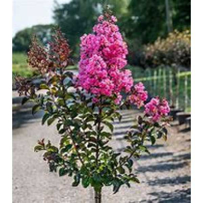 LAGERSTROEMIA indica Rhapsody in pink