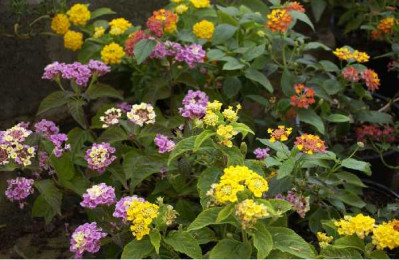 LANTANA