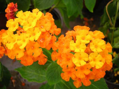 LANTANA camara