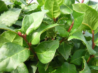 LAURUS nobilis
