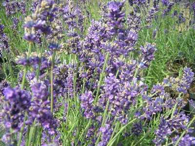 LAVANDULA angustifolia Hidcote blue