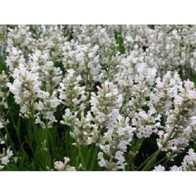 LAVANDULA angustifolia Edelweiss