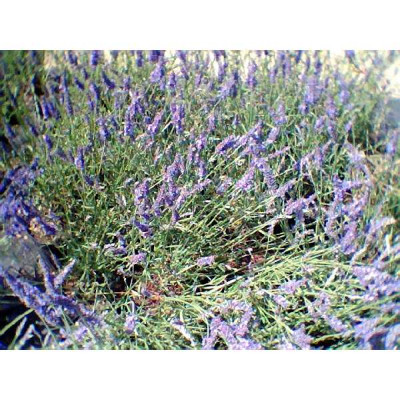 LAVANDULA angustifolia Grosso