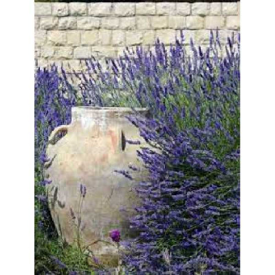 LAVANDULA  Bleu de provence