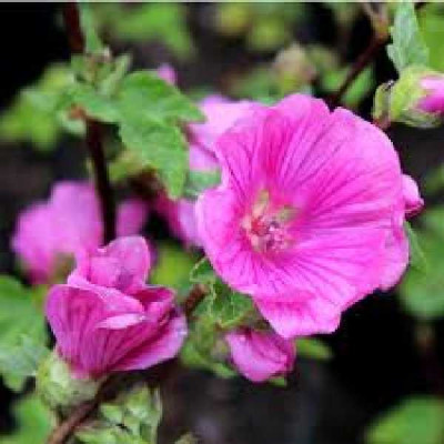 LAVATERA  Burgundy wine