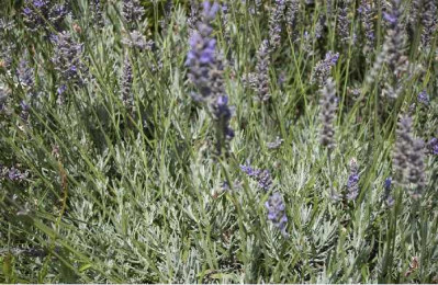 LAVANDULA intermedia Dutch lavender