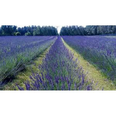 LAVANDULA intermedia Phenomenal