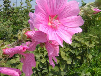 LAVATERA olbia Rosea