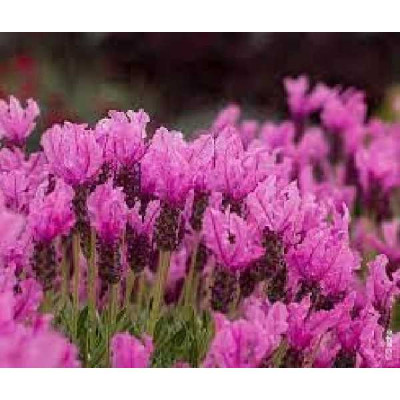 LAVANDULA stoechas The princess