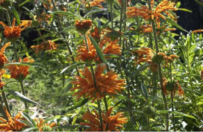 LEONOTIS leonorus
