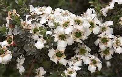 LEPTOSPERMUM karo Silver ice
