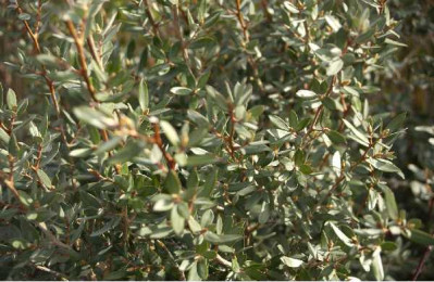 LEPTOSPERMUM lanigerum Silver sheen