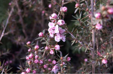 LEPTOSPERMUM scoparium Apple blosom