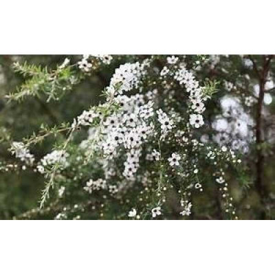 LEPTOSPERMUM scoparium Leonard wilson