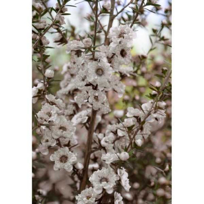 LEPTOSPERMUM scoparium Snow flurry