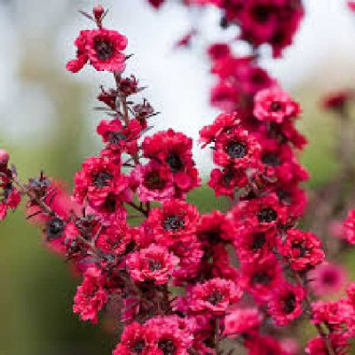 LEPTOSPERMUM scoparium Winter cheer