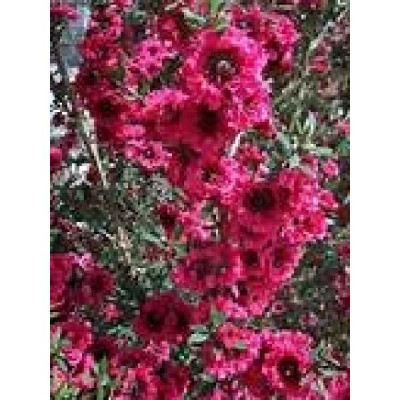 LEPTOSPERMUM scoparium Wiri joan