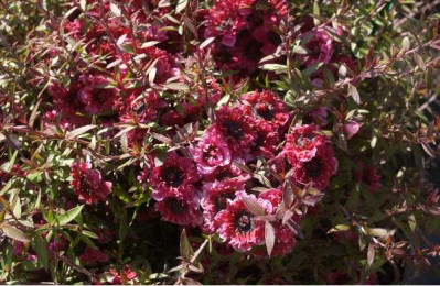 LEPTOSPERMUM scoparium Wiri kerry