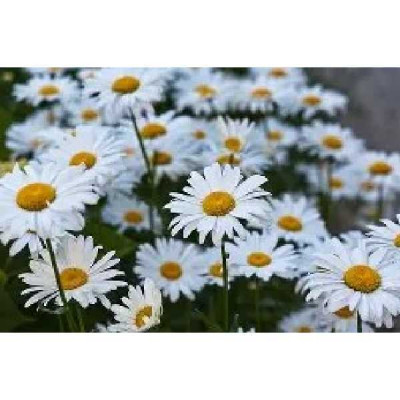 LEUCANTHEMUM  superbum Alaska