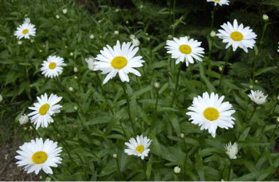 LEUCANTHEMUM maximum