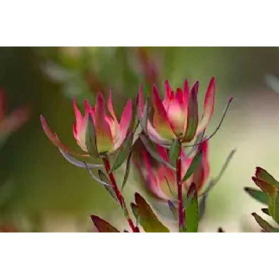 LEUCADENDRON  salignum Winter red