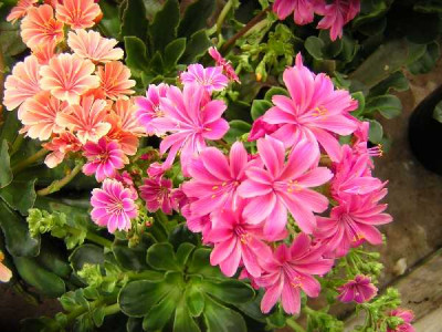 LEWISIA  Cotyledon