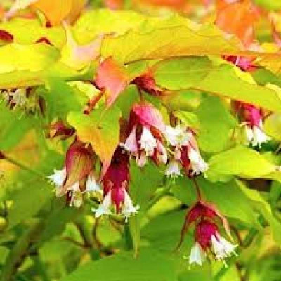 LEYCESTERIA formosana Golden lantern