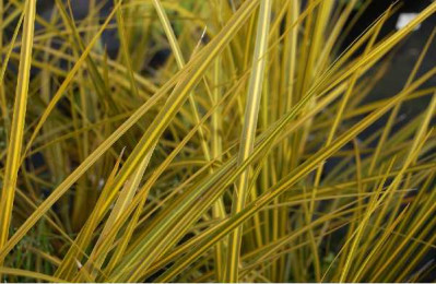 LIBERTIA ixiodies Goldfinger®