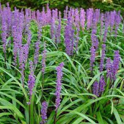 LIRIOPE muscari Ingwersen