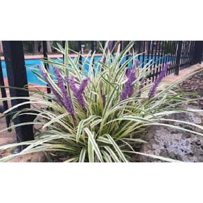 LIRIOPE spicata Silvery sunproof