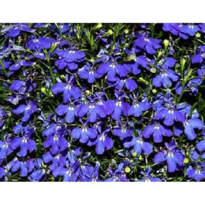 LOBELIA erinus