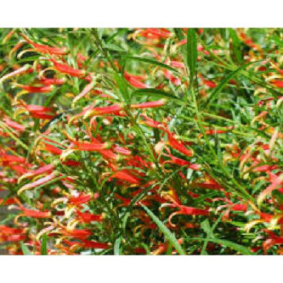 LOBELIA  Laxiflora
