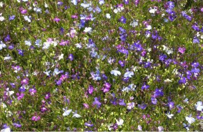 LOBELIA pendula