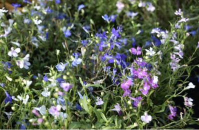 LOBELIA  Triomio