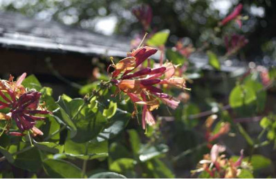 LONICERA brownii Dropmore scarlet