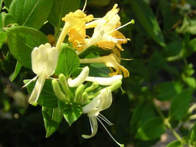 LONICERA japonica Halliana