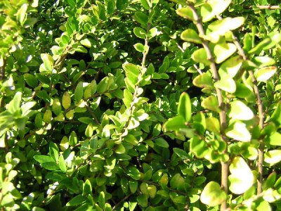 LONICERA nitida Maigrum
