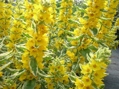 LYSIMACHIA punctata Alexander