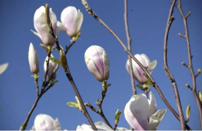 MAGNOLIA caduc soulangiana