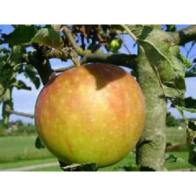 MALUS domestica Cox orange
