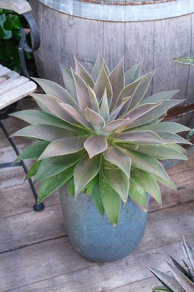 MANGAVE  Lavender lady