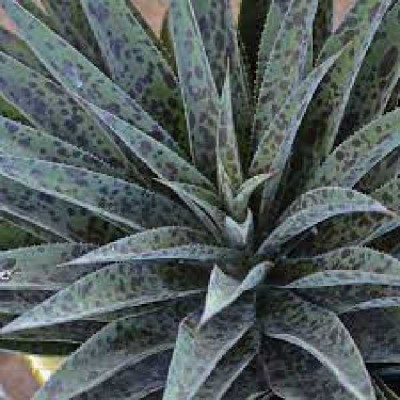 MANGAVE  Pineapple express