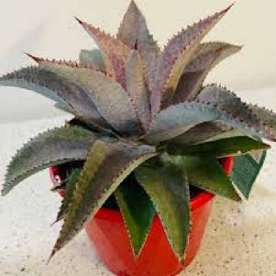 MANGAVE  Purple passion