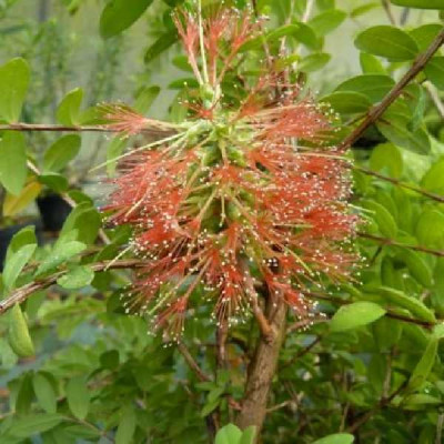 MELALEUCA hypericifolia