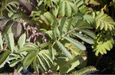 MELIANTHUS major